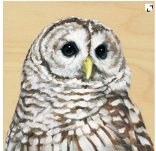 Barred Owl – Bird Art Print on Wood