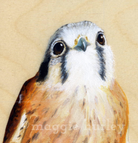 Bird on Wood – American Kestrel