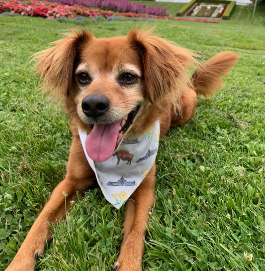 Buffalo Poppies Dog Scarf