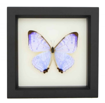 FRAMED PEARL MORPHO BUTTERFLY