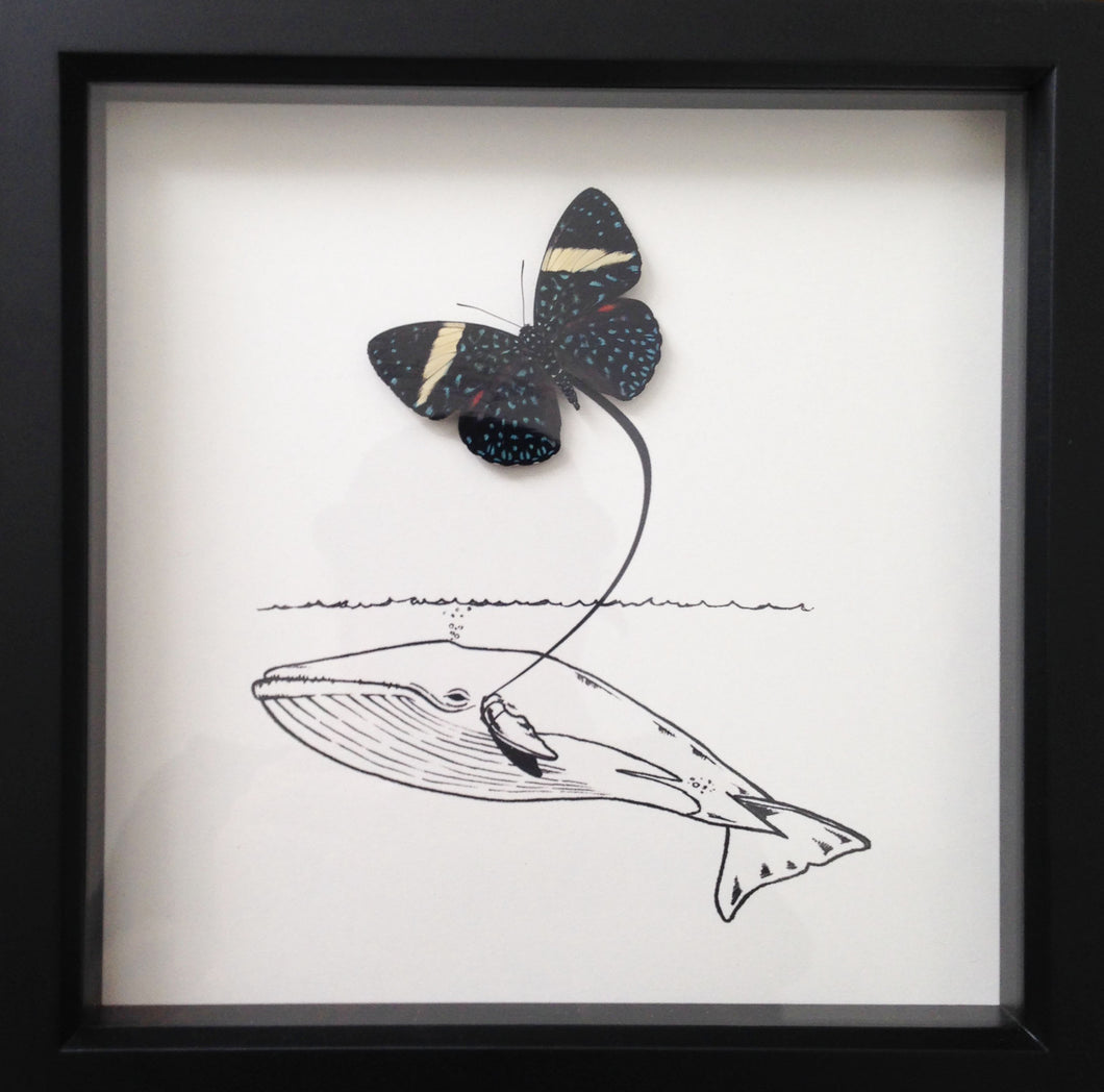 Butterfly with Whale drawing Calab