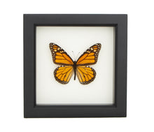 Butterfly - Monarch Beauty